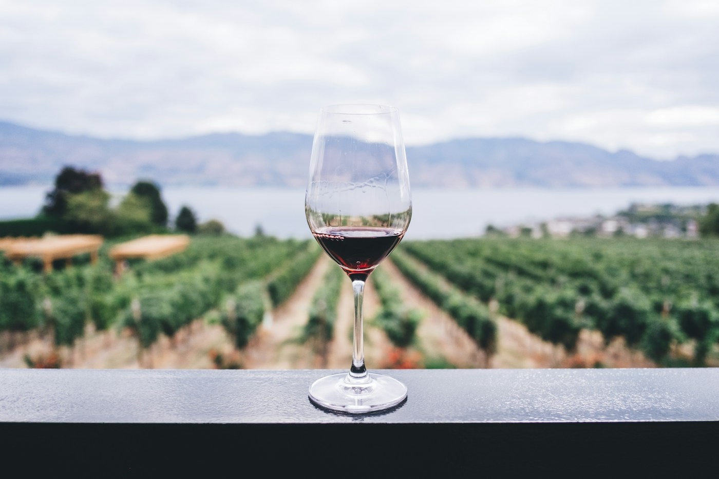 A glass of red wine overlooking a vineyard